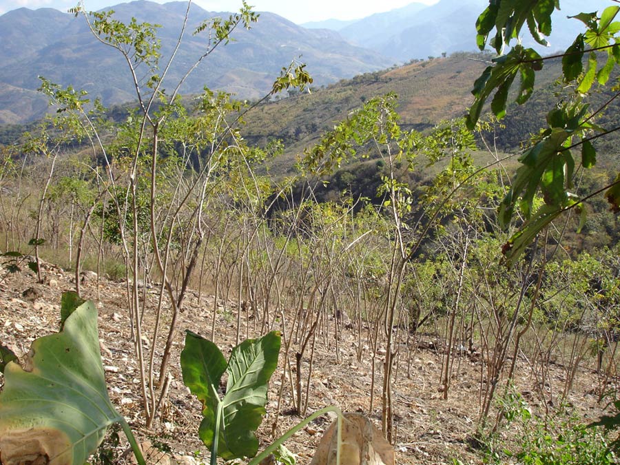 New planting of coppiced Gliricidia sepium for firewood, Guatemala.