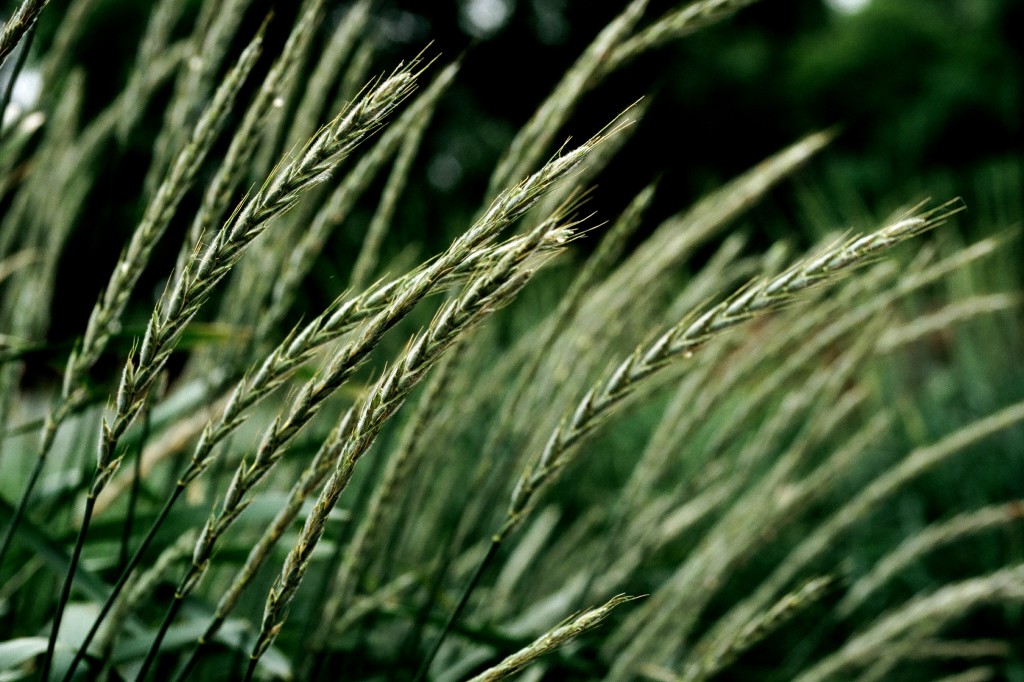 Hybrid_perennial_wheat_in_the_field