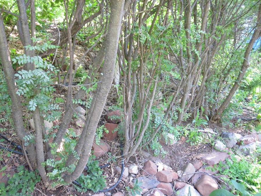 Coppiced pea shrub, Caragana arborescens at CRMPI.