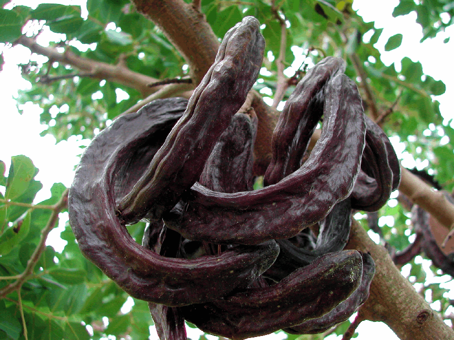 Pods of carob, a tree for Mediterranean climates. Great livestock fodder and edible for humans as well.