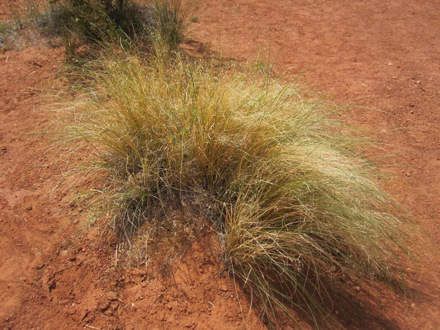 Indian ricegrass is a candidate perennial grain for cold, arid climates.