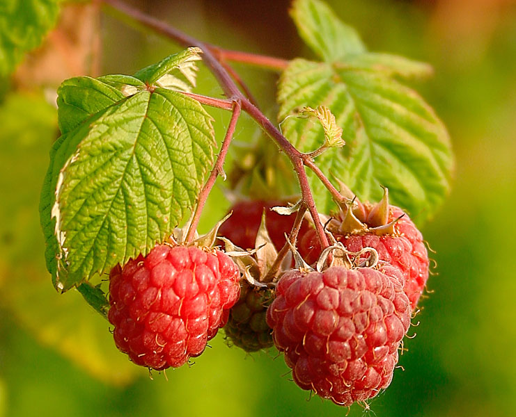 Raspberries_(Rubus_Idaeus)