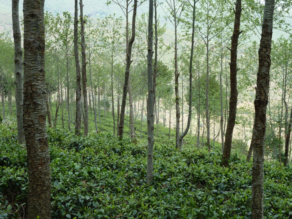 Commercial multistrata system featuring alder (for timber, firewood, and nitrogen fixation) over tea (shade crop).